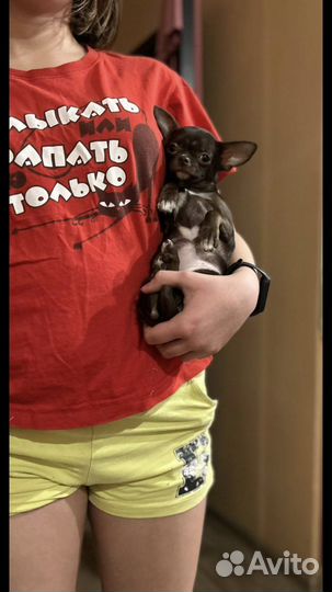 Любителям мелких пород