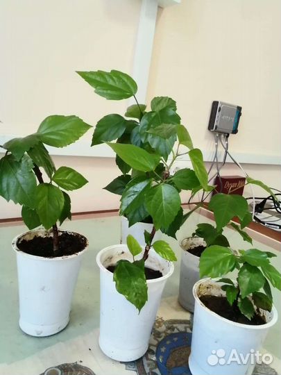 Гибискус китайская роза