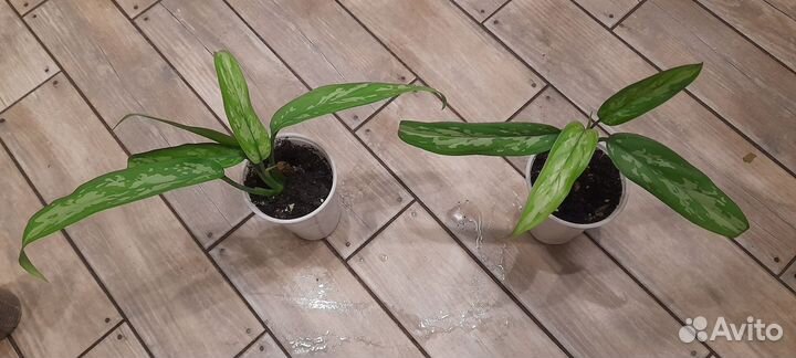 Домашние цветы