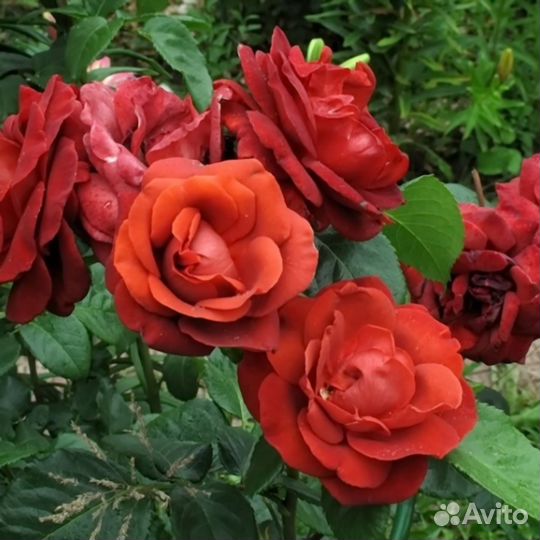 Розы из собственного сада
