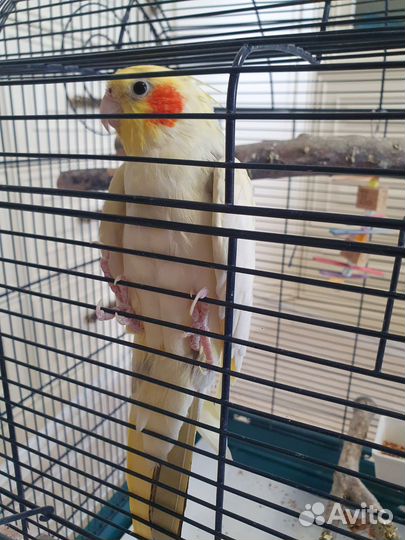 Попугай корелла с клеткой