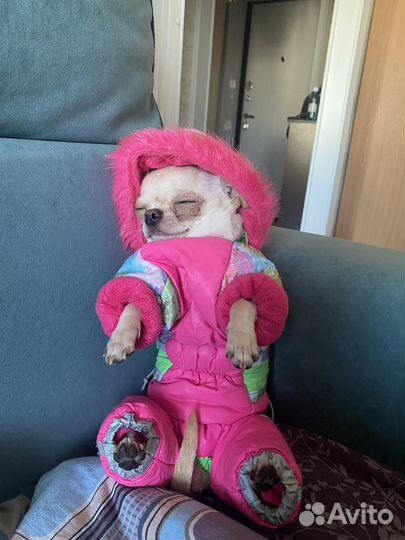 Чихуахуа мини