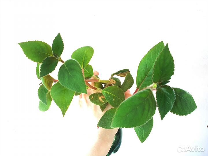 Фуксия бальзамин каланхоэ цветущие растения