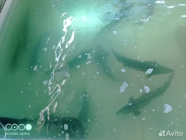 Маточное стадо бестера