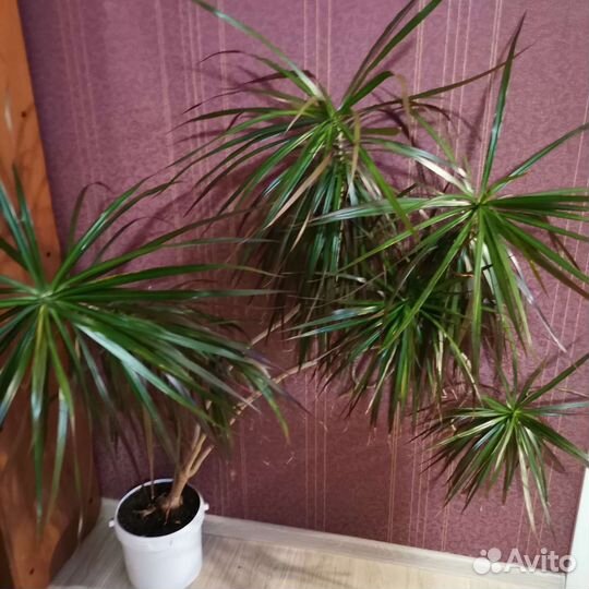 Комнатные цветы драцена