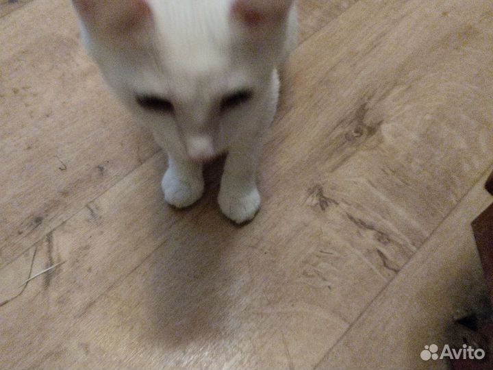 Белая кошечка