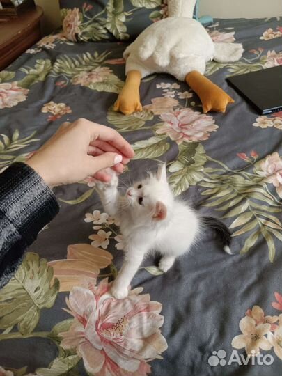 Котята девочки ищут семью