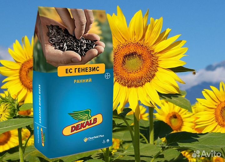 Гибриды семена подсолнечника Байер