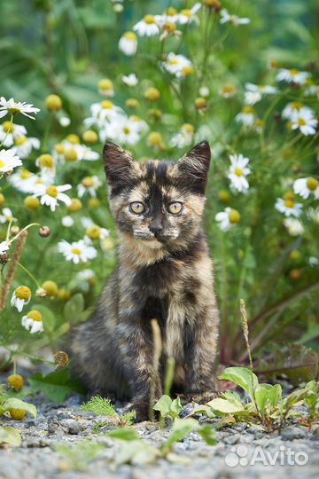 Котята в добрые руки девочка