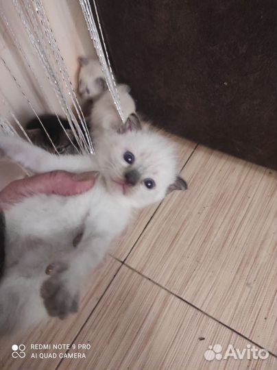 Кошечки вислоухие