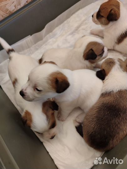 Джек рассел