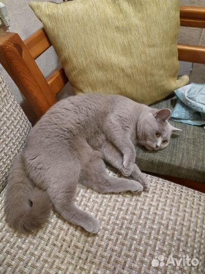 Продам кошку