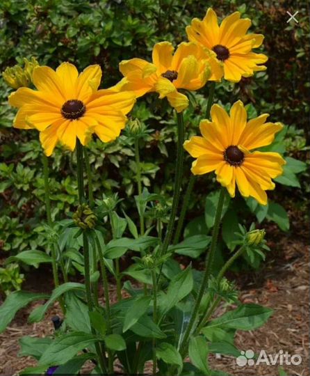 Рудбекия цветы декоративные