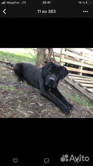 Кобель вязка Кане Корсо