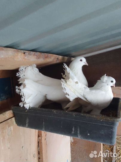 Продажа голубей