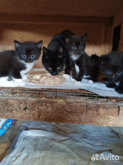 Котята в добрые руки бесплатно