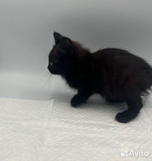 Котята 1,5 мес девочка белелая,мальчик черный