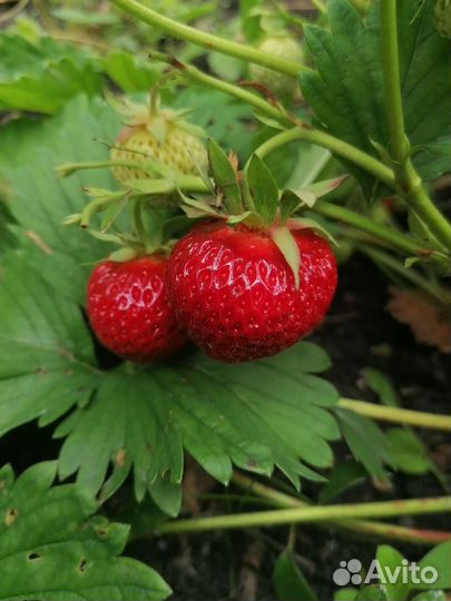 Рассада клубники Чамора Туруси и другие