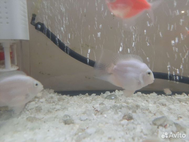 Рыбки платиновый попугай
