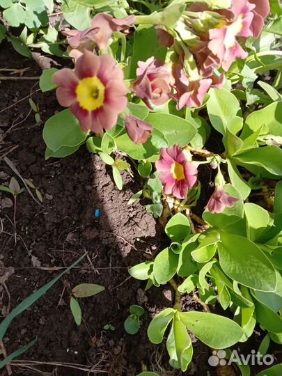 Примула ушковая и рябчик