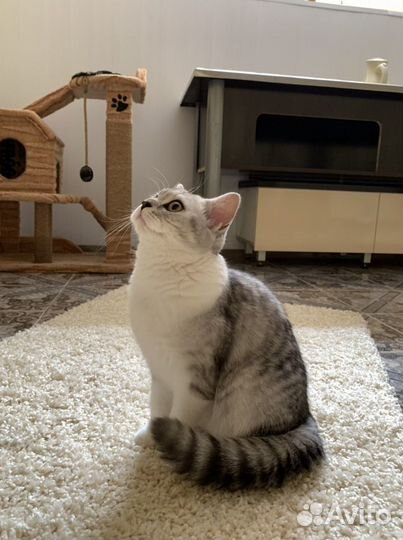 Зоогостиница. Передержка домашних животных