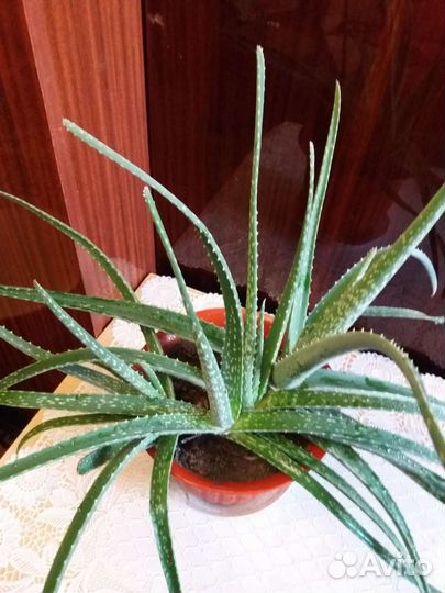 Алоэ вера растение