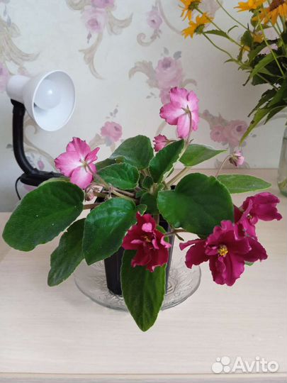 Комнатные цветы фиалки