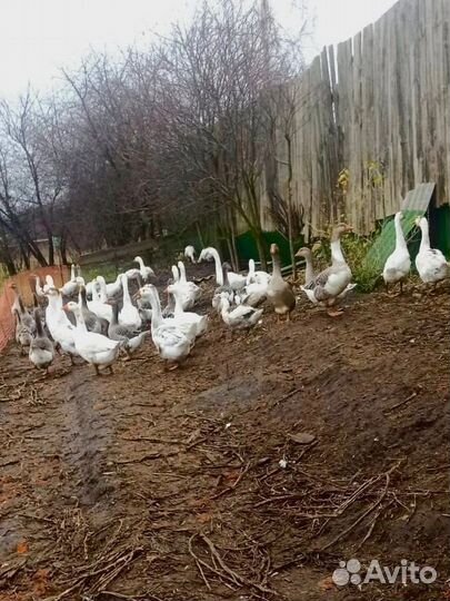Продам гусей