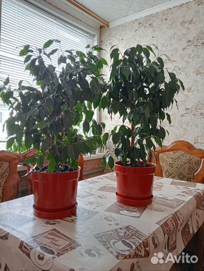 Фикус бенджамина