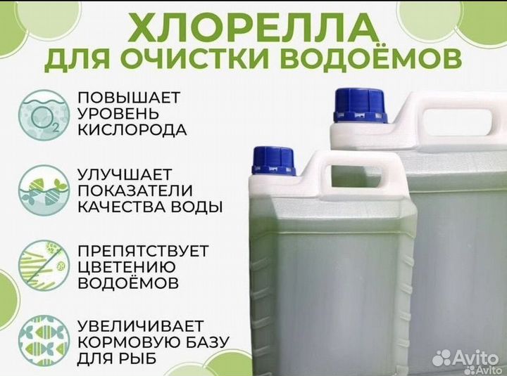 Хлорелла для водоемов