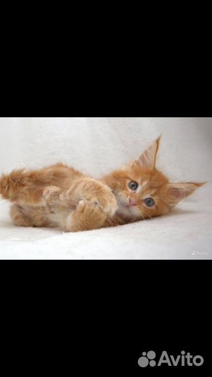 Мейнкун полидакты и классики котята и вязка