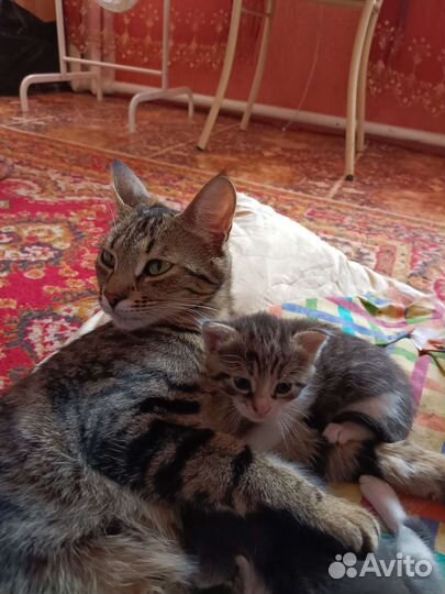 Котята в добрые руки мальчики