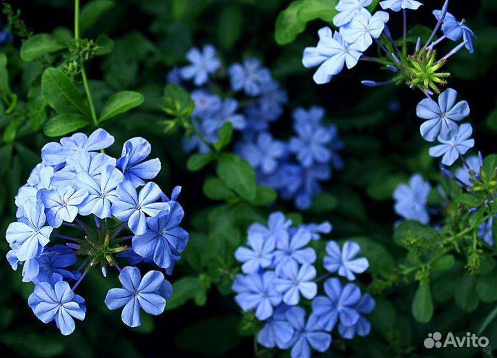 Бугенвиллия, свинчатка