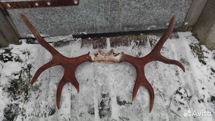 Рога лося на кости