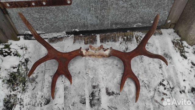 Рога лося на кости