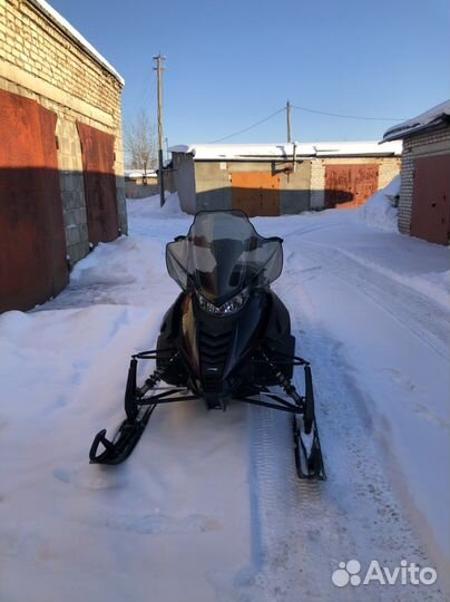 Arctic cat