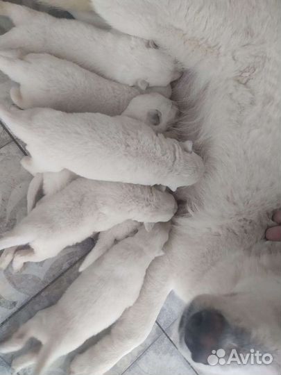 Белые Немцы бшо