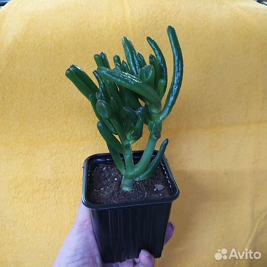 Крассула хоббит