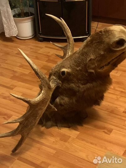 Чучело головы лося