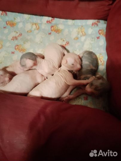 Канадский сфинкс котенок