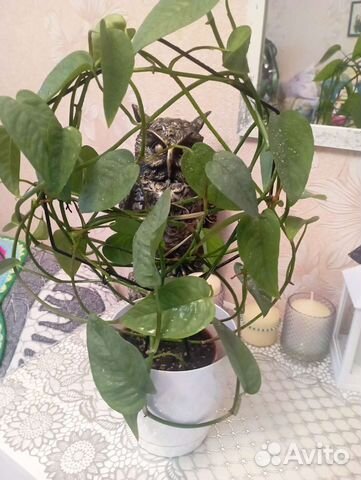 Эпипремнум Сабу блю