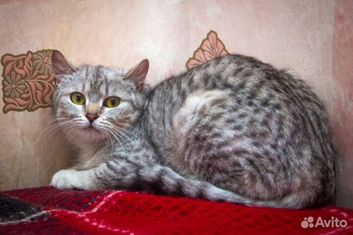 Рыжик и Тася ищут дом