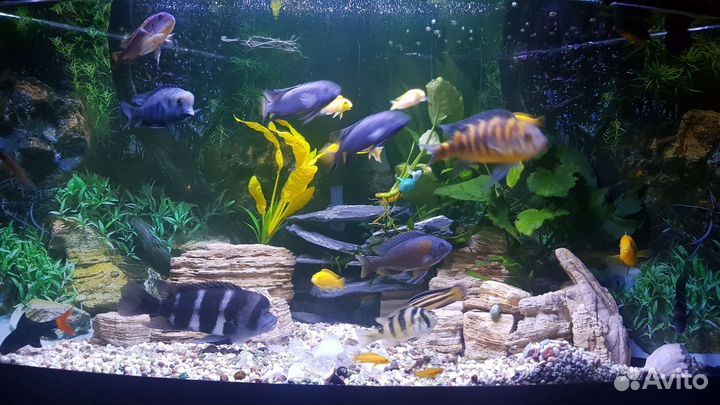 Аквариум- 200л с рыбками- 30шт актуально до 14.08