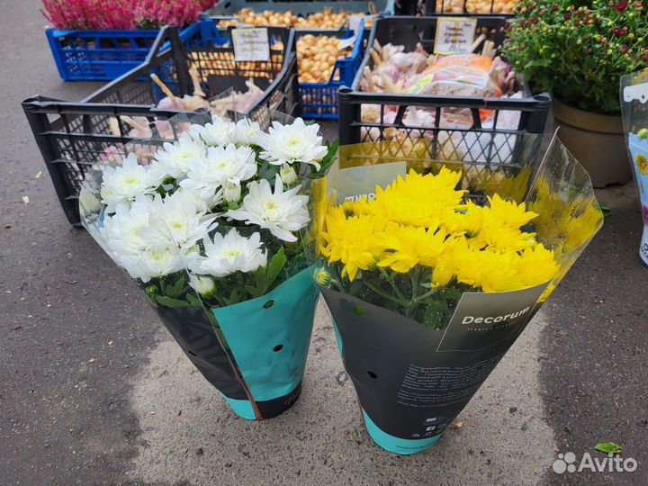 Горшечные цветы