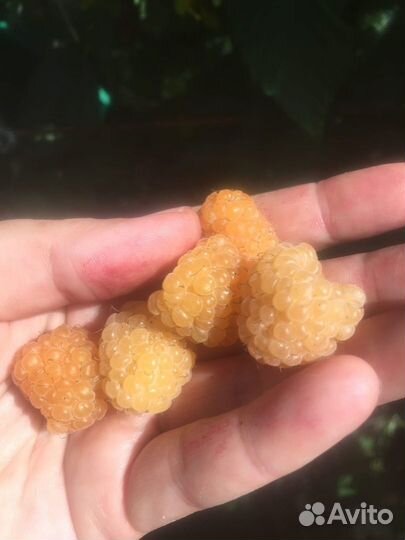 Саженцы малины ежевики