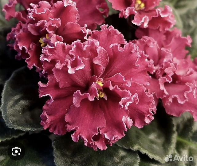 Сортовые сенполии