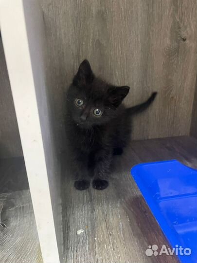 Черный котенок 1,5 месяца