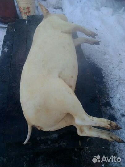 Забой с/х животных