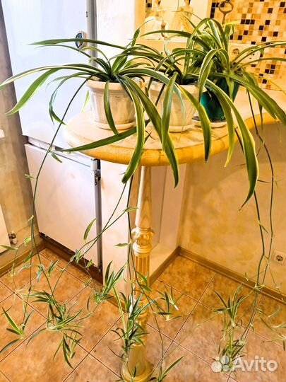 Хлорофитум пестролистный взрослый со стрелками