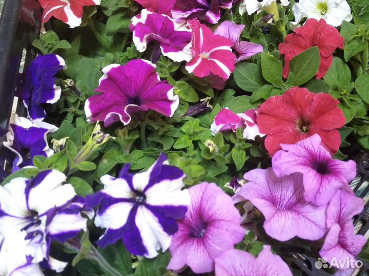 Цветы рассада.однолетние и многолетние растения